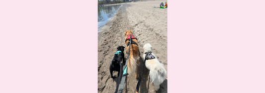❤️Today is Rescue Dog Day ❤️